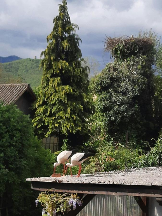 Gite Les Glycines 68230 Turckheim Zewnętrze zdjęcie